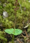 Einzelbild 2 Kleines Zweiblatt - Listera cordata