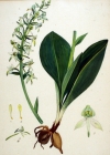 Einzelbild 4 Grünliches Breitkölbchen - Platanthera chlorantha