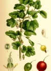 Einzelbild 2 Stachelbeere - Ribes uva-crispa