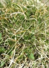 Einzelbild 2 Krumm-Segge - Carex curvula