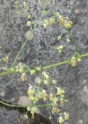 Einzelbild 2 Stinkende Wiesenraute - Thalictrum foetidum