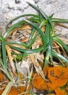 Einzelbild 2 Polster-Segge - Carex firma