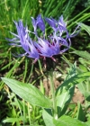 Einzelbild 3 Berg-Flockenblume - Centaurea montana