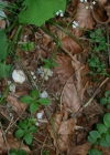 Einzelbild 4 Rundblättriges Labkraut - Galium rotundifolium