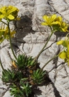 Einzelbild 3 Immergrünes Felsenblümchen - Draba aizoides