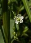 Einzelbild 4 Rundblättriger Sonnentau - Drosera rotundifolia