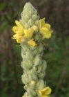 Einzelbild 2 Kleinblütige Königskerze - Verbascum thapsus