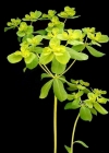 Einzelbild 4 Sonnenwend-Wolfsmilch - Euphorbia helioscopia