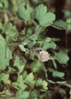 Einzelbild 2 Rundblättriger Storchschnabel - Geranium rotundifolium