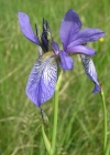 Einzelbild 4 Sibirische Schwertlilie - Iris sibirica