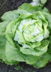 Einzelbild 1 Kopfsalat - Lactuca sativa