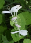 Einzelbild 4 Garten-Geissblatt - Lonicera caprifolium