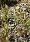 Einzelbild 3 Keulen-Bärlapp - Lycopodium clavatum