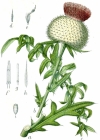 Einzelbild 3 Wollköpfige Kratzdistel - Cirsium eriophorum subsp. eriophorum
