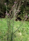 Einzelbild 3 Sumpf-Kratzdistel - Cirsium palustre
