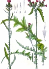 Einzelbild 4 Sumpf-Kratzdistel - Cirsium palustre