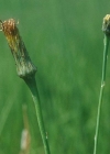 Einzelbild 2 Wiesen-Ferkelkraut - Hypochaeris radicata