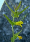Einzelbild 4 Wald-Wachtelweizen - Melampyrum sylvaticum