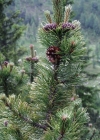 Einzelbild 2 Leg-Föhre - Pinus mugo Turra subsp. mugo