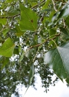 Einzelbild 4 Schwarz-Pappel - Populus nigra