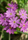Einzelbild 4 Mehl-Primel - Primula farinosa