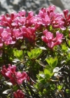 Einzelbild 3 Bewimperte Alpenrose - Rhododendron hirsutum