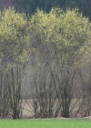 Einzelbild 3 Lavendel-Weide - Salix elaeagnos