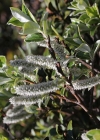 Einzelbild 4 Schweizer Weide - Salix helvetica
