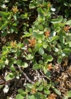 Einzelbild 4 Stumpfblättrige Weide - Salix retusa