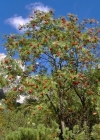 Einzelbild 3 Vogelbeerbaum - Sorbus aucuparia