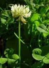 Einzelbild 3 Kriechender Klee - Trifolium repens