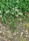Einzelbild 4 Kriechender Klee - Trifolium repens