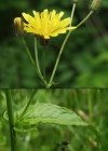Einzelbild 3 Sumpf-Pippau - Crepis paludosa