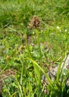 Einzelbild 2 Schneetälchen-Segge - Carex foetida