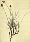 Einzelbild 3 Schneetälchen-Segge - Carex foetida