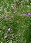 Einzelbild 2 Violetter Schwingel - Festuca violacea aggr.