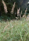 Einzelbild 4 Land-Reitgras - Calamagrostis epigejos