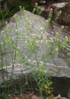 Einzelbild 4 Virginische Kresse - Lepidium virginicum