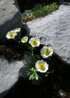Einzelbild 4 Alpen-Hahnenfuss - Ranunculus alpestris