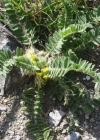 Einzelbild 2 Stängelloser Tragant - Astragalus exscapus