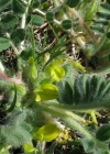 Einzelbild 4 Stängelloser Tragant - Astragalus exscapus