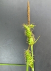 Einzelbild 3 Saum-Segge - Carex hostiana
