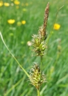 Einzelbild 4 Saum-Segge - Carex hostiana