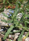 Einzelbild 2 Krummhals - Anchusa arvensis