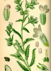Einzelbild 4 Krummhals - Anchusa arvensis