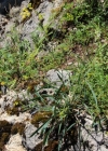 Einzelbild 2 Sichelblättriges Hasenohr - Bupleurum falcatum subsp. falcatum