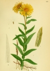 Einzelbild 3 Weiden-Alant - Inula salicina