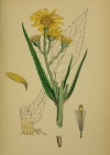 Einzelbild 4 Sumpf-Greiskraut - Senecio paludosus