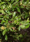 Einzelbild 3 Stink-Weide - Salix foetida