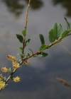 Einzelbild 8 Stink-Weide - Salix foetida